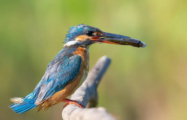 Common Kingfisher Alcedo Atthis Bird Caught Fish Crouched Branch — Stock Photo, Image