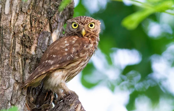 Little Owl Athene Noctua Bird Sits Tree Looks Camera Lens — Stock Photo, Image