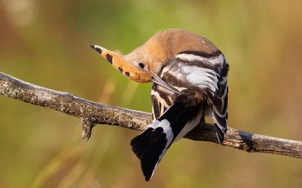 Avrasya Hupoesi Upupa Epops Bir Kuş Tüylerini Fırçalıyor — Stok fotoğraf