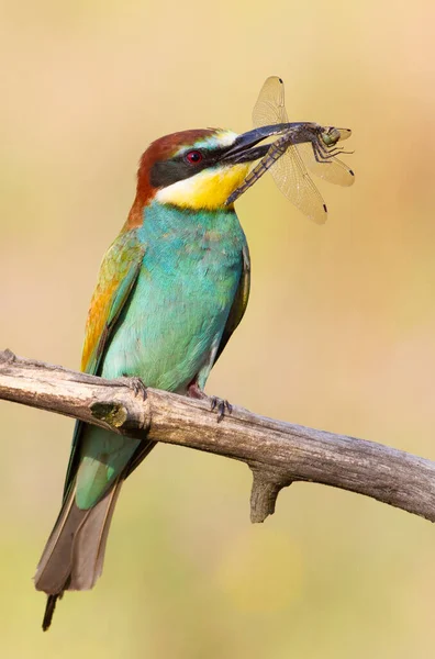 stock image European bee-eater, merops apiaster. A bird sits on a beautiful branch and holds a dragonfly in beak