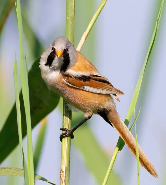 Bearded Reedling Panurus Biarmicus Adult Male Mustache Sits Reed Stalk — Stock Photo, Image