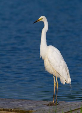 Büyük balıkçıl, Ardea Alba. Nehir kıyısında bir kuş avını bekliyor.