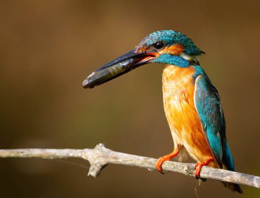 Sıradan bir balıkçı, Alcedo. Bir dalda oturan, gagasında balık tutan bir kuş.