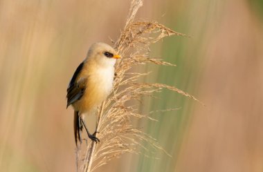 Sakallı reedling, Panurus biarmicus. Genç bir erkek kabarık bir kamışın üzerinde oturur.