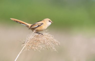 Sakallı reedling, Panurus biarmicus. Genç bir dişi sazlığın üstünde oturur.