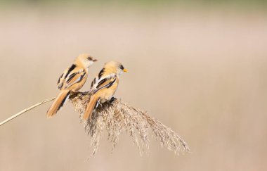 Sakallı reedling, Panurus biarmicus. Genç bir erkek ve dişi kamışın üstünde oturuyor.