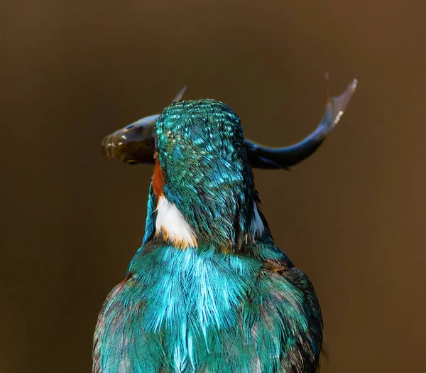 Wspólny Wędkarz Alcedo Tym Widok Ptaka Tyłu Trzymającego Połów Dziobie — Zdjęcie stockowe