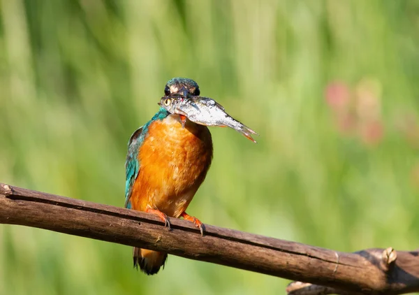 Common Kingfisher Alcedo Atthis Bird Its Prey Sits Branch — Stock Photo, Image