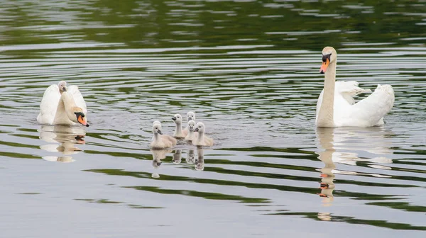 白鳥をミュート シグナスの色 両親と子供たちが川に浮かび 1人の雛が母親に座って — ストック写真