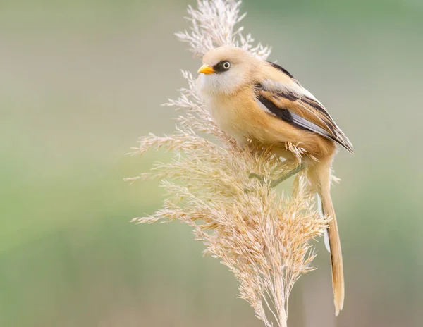 Bearded Reedling Panurus Biarmicus Young Male Sits Top Reed — Stock Photo, Image