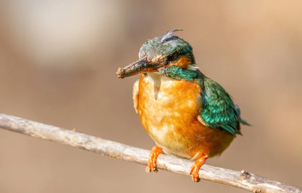 Common Kingfisher Alcedo Atthis Female Digging Hole Her Nest Sat — Stock Photo, Image