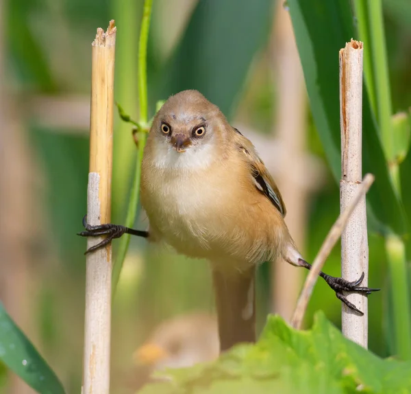 Bearded Reedling Panurus Biarmicus Young Female Sits Twine Two Reed — Stock Photo, Image