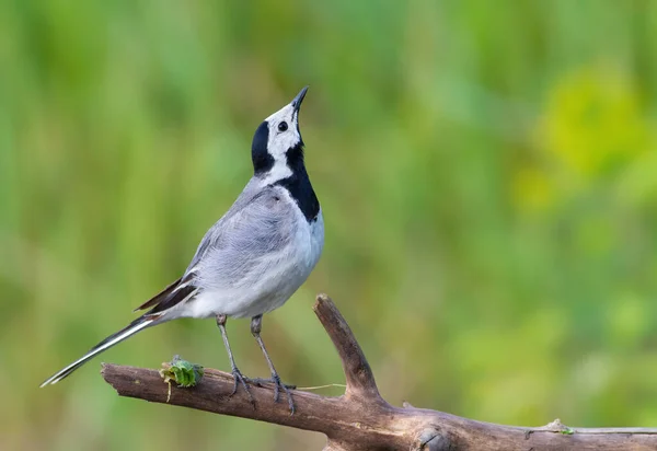 stock image White wagtail, Motacilla alba. A bird sits on a branch and looks up