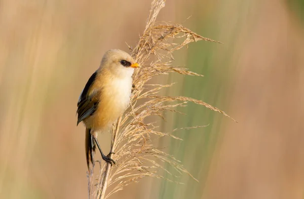 Bearded Reedling Panurus Biarmicus Young Male Sits Top Fluffy Reed — Stock Photo, Image