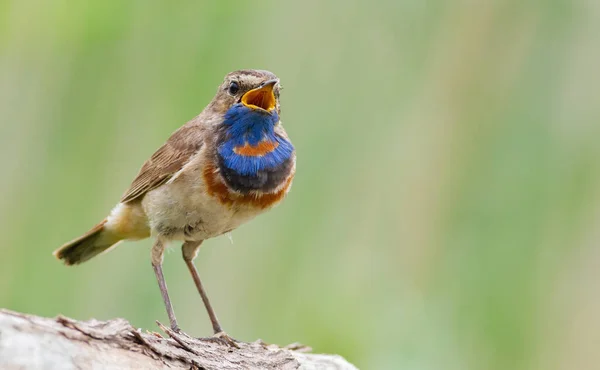 Bluethroat Luscinia Svecica Uccello Maschio Canta Mentre Seduto Tronco — Foto Stock