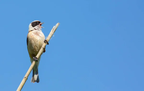 Eurasian Penduline Tit Remiz Pendulinus Bird Singing Reed Stalk Sky — Stock Photo, Image