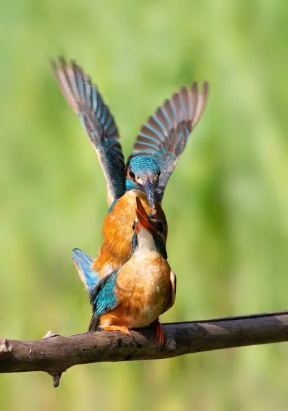 Common Kingfisher Alcedo Atthis Family Birds Engaged Continuation Its Species — Stock fotografie