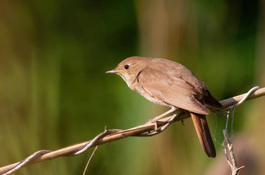 Thrush Bülbülü, Luscinia Luscinia Luscinia. Bir kuş bir nehir kıyısında sazlığa oturur.