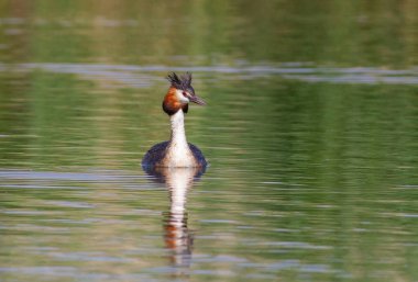 Büyük ibikli grebe, Podiceps kristali. Bir kuş sabah nehrinde yüzer