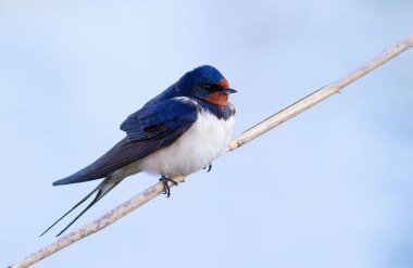 Ahır kırlangıcı, Hirundo rustica. Bir kuş gökyüzüne karşı bir sazlığa oturur.