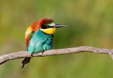 Avrupalı arı yiyici, Merops apiaster. Bir kuş tüylerini kabartıyor ve bir dala oturuyor.