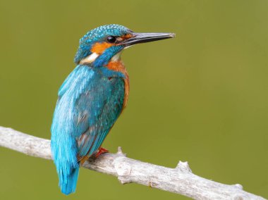 Common kingfisher, Alcedo atthis. Early morning male sitting on a branch, close-up of the bird