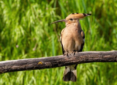 Avrasya hupoesi, Upupa epops. Bir kuş, güzel bir dalda otların arkasında oturur.