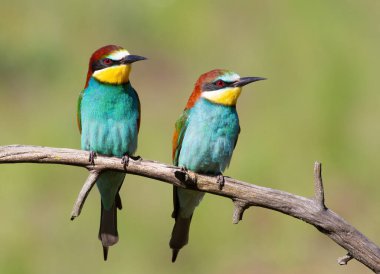 Avrupalı arı yiyici, merops apiaster. Bir kuş ailesi yeşil arka planda bir dalda oturuyor.