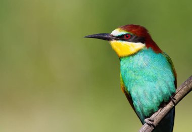 Avrupalı arı yiyici, merops apiaster. Sabahın ilk ışıklarıyla kuşun güzel yakın çekimi