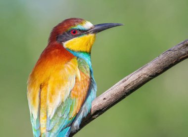 Avrupalı arı yiyici, merops apiaster. Sabahın ilk ışıklarıyla kuşun güzel yakın çekimi