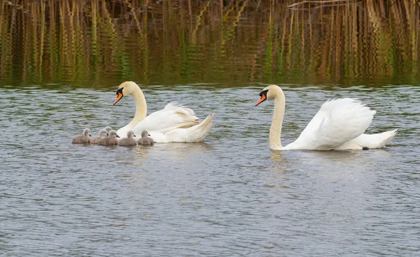白鳥をミュート シグナスの色 男と女は雛を連れて川を下る — ストック写真