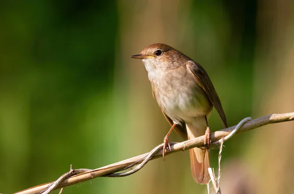 Thrush Nightingale Luscinia Luscinia Bird Sits Reed Stalk Riverbank — Stock Photo, Image