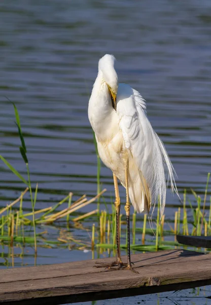 Great egret, Ardea alba. A bird stands on a wooden bridge near the river, brushing its feathers