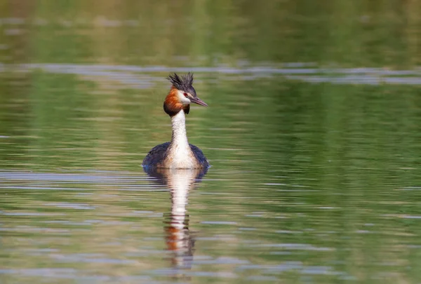 Haubentaucher Podiceps Cristatus Ein Vogel Schwimmt Auf Dem Morgendlichen Fluss — Stockfoto