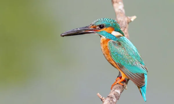 Common Kingfisher Alcedo Atthis Male Catches Fish Brings Nest — Stock Photo, Image