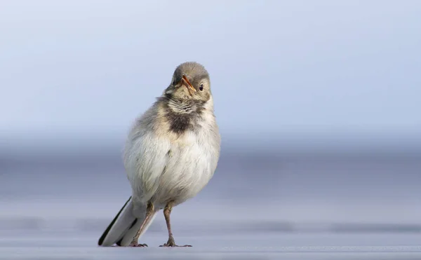 Beyaz Kuyruklu Motacilla Alba Genç Bir Kuş Anne Babasına Sesleniyor — Stok fotoğraf