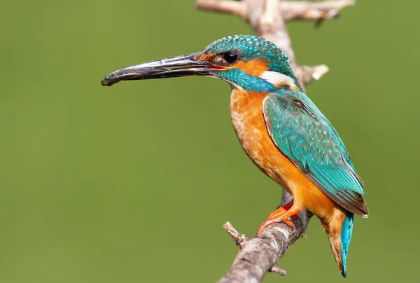 Common Kingfisher Alcedo Atthis Male Bird His Prey Sits Branch — Stock Photo, Image