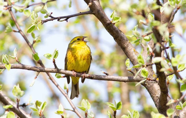 Yellowhammer Emberiza Citrinella Male Bird Sings While Sitting Beautiful Branch — Stock Photo, Image