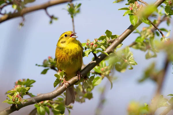 Yellowhammer Emberiza Citrinella Pájaro Macho Canta Sentado Una Hermosa Rama —  Fotos de Stock