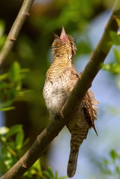 Eurazjatycki Kark Moment Obrotowy Jynx Ptak Śpiewa Siedząc Gałęzi Drzewa — Zdjęcie stockowe