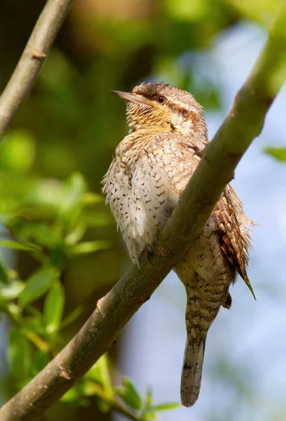 Encolure Eurasienne Jynx Torquilla Oiseau Est Assis Sur Une Branche — Photo