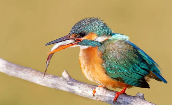Common Kingfisher Alcedo Atthis Female Accepted Fish Male — Stock Photo, Image