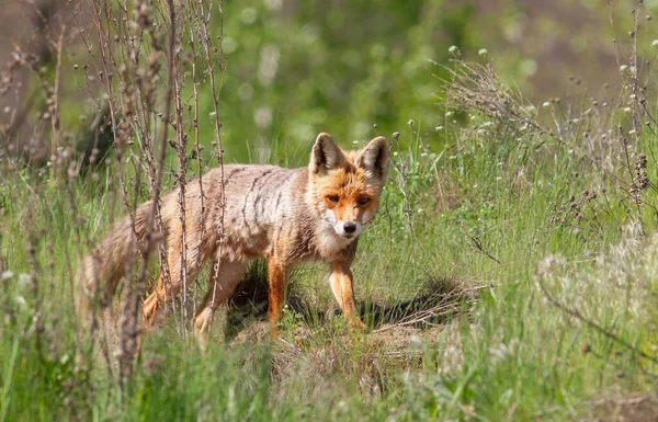 Kızıl tilki, Vulpes vulpes. Bir hayvan otların arasındaki çayırda yürüyor.