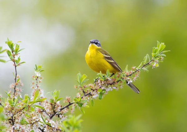 Western Yellow Wagtail Motacilla Flava Male Bird Sitting Branch Flowering — Stock Photo, Image