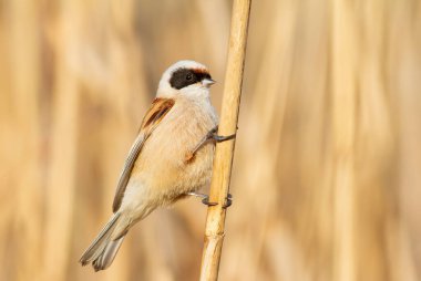 Eurasian penduline tit, remiz pendulinus. A bird sits on a reed stalk on a riverbank