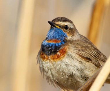 Bluethroat, Luscinia svecica. Erkek, yakın plan. Kuş sazlıkların arasında oturur.