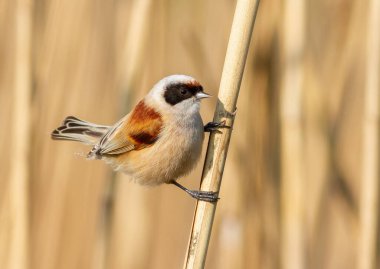 Eurasian penduline tit, remiz pendulinus. A bird sits on a reed stalk on a riverbank