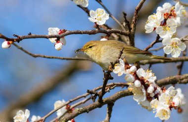 Yaygın şifaff, Phylloscopus collybita. Bir kuş çiçek açan bir meyve ağacının dalında oturur..
