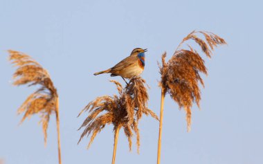 Bluethroat, Luscinia svecica. Sabahın köründe bir kuş bir kamışın üstünde otururken öter