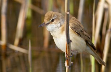Büyük sazlık bülbülü, Acrocephalus arundinaceus. Bir kuş bir nehir kıyısında sazlığa oturur.